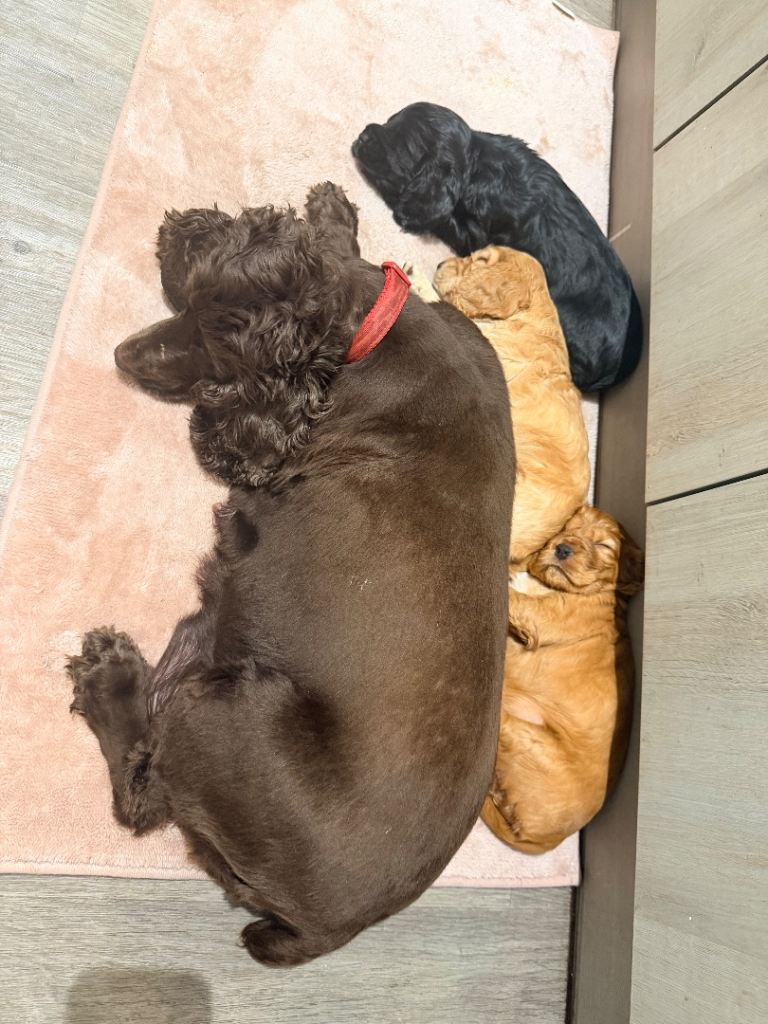 Kc cocker spaniel male puppy