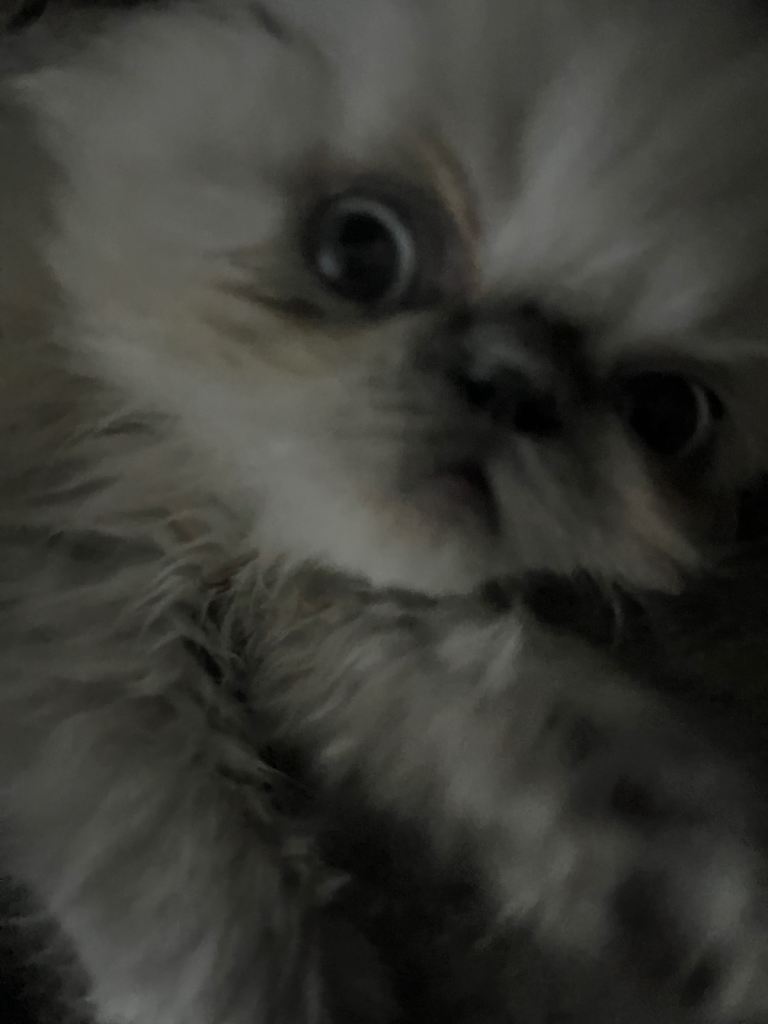 Persian kittens for sale 