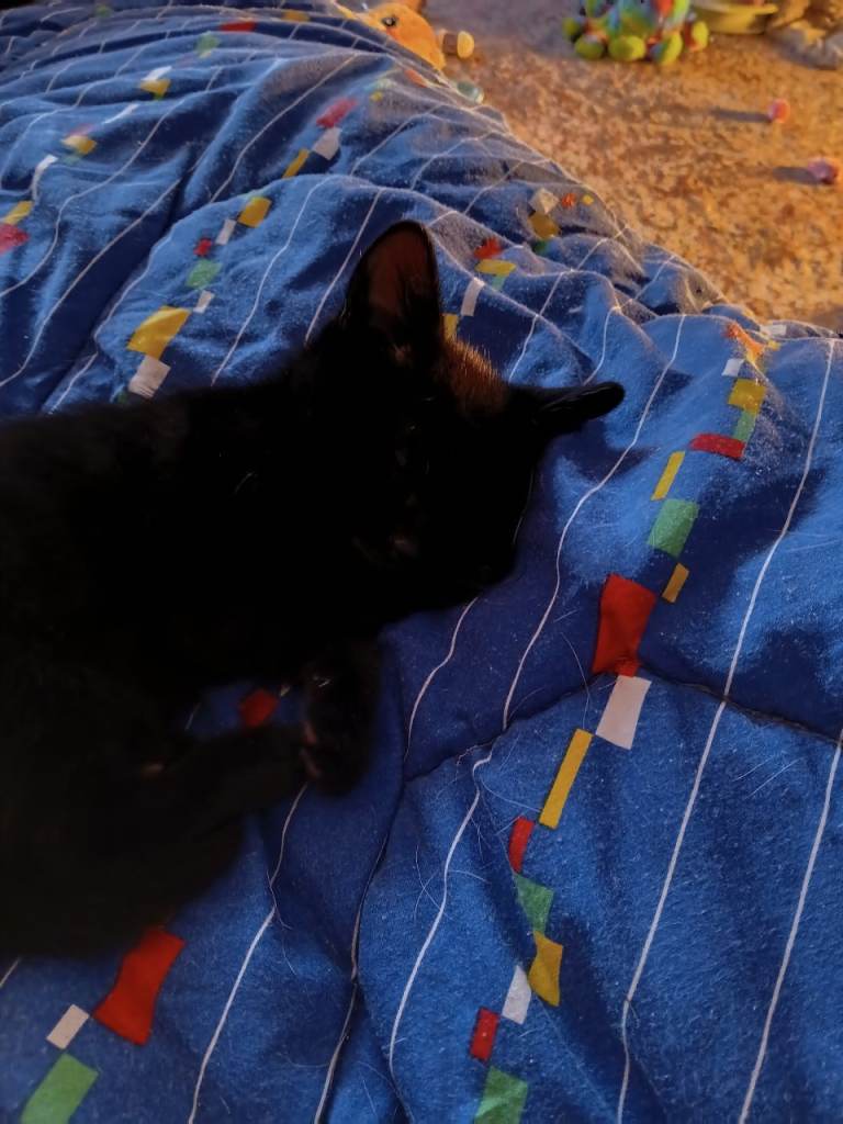 Kitten 