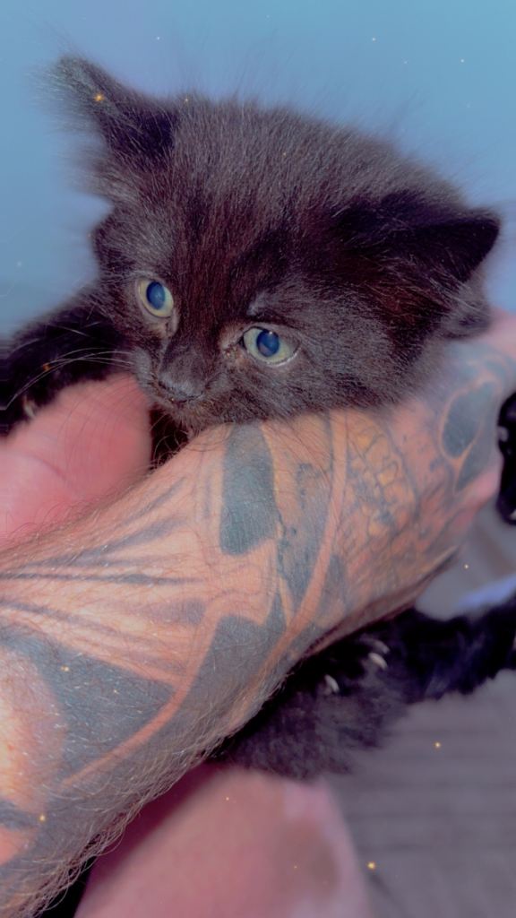 2 female kittens for sale 