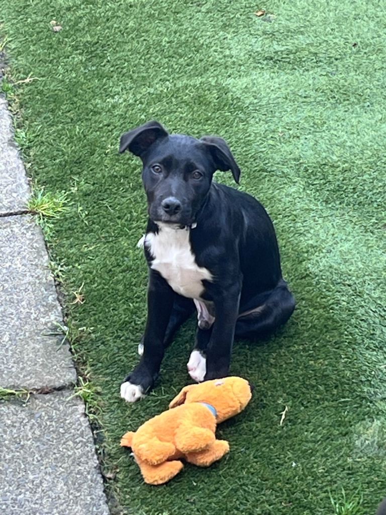 Border collie/Staffie
