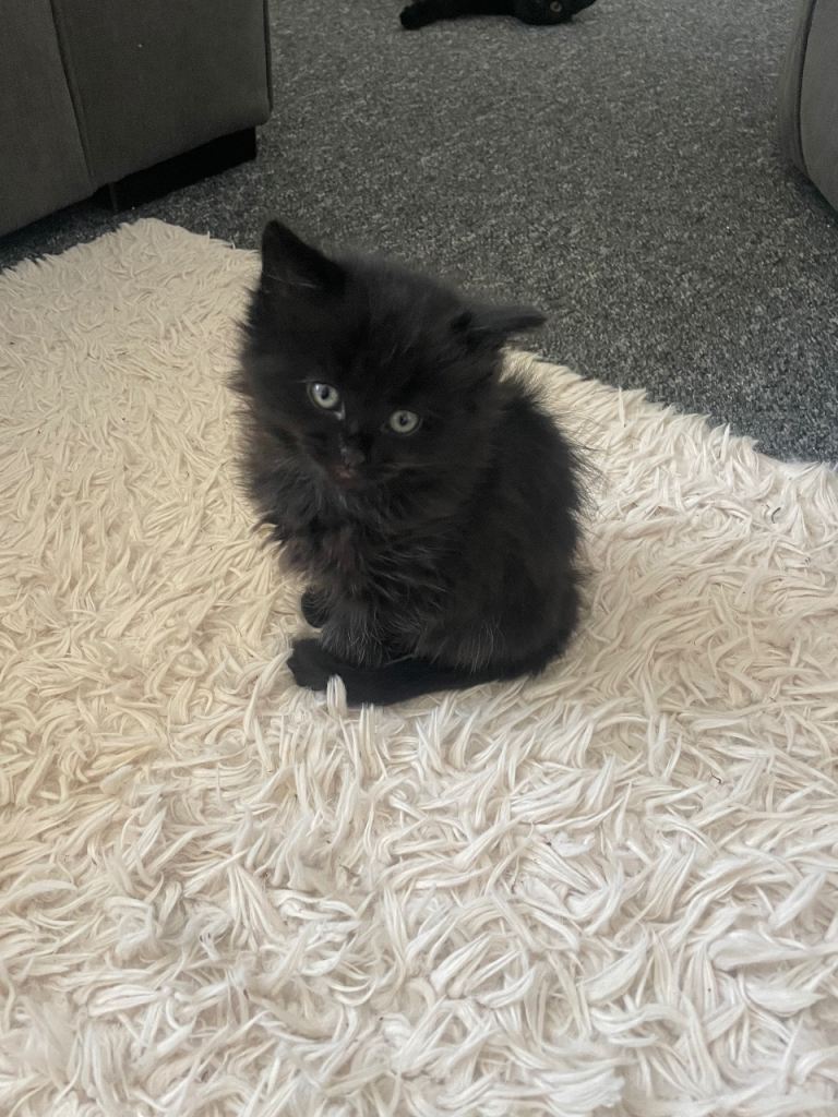 4 female kittens black - black and white 