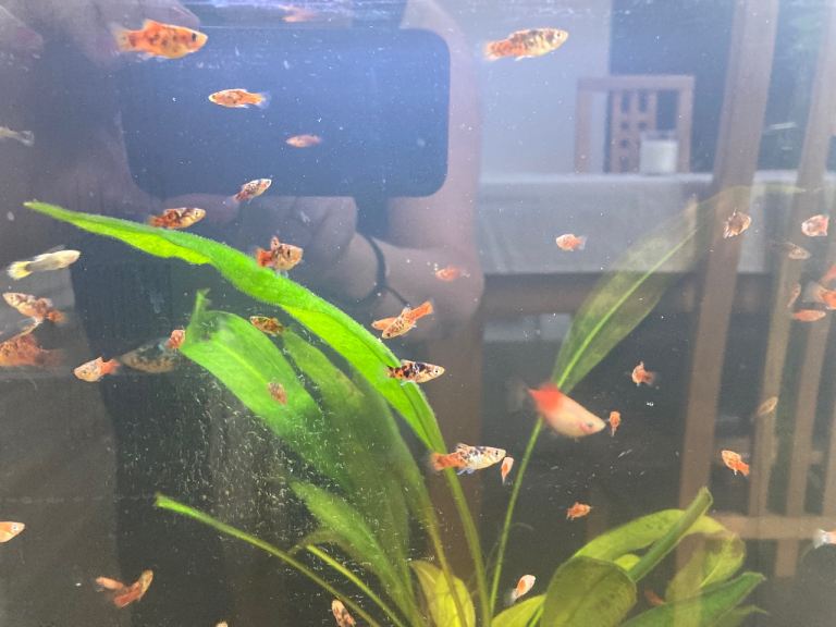 Platys