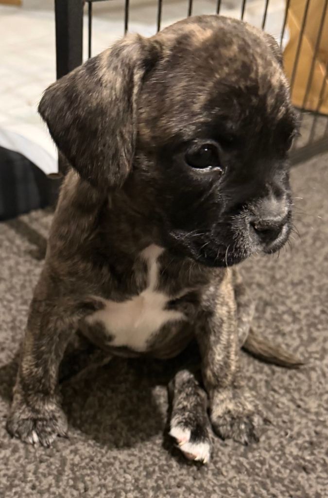 Female puppy looking for her forever home 