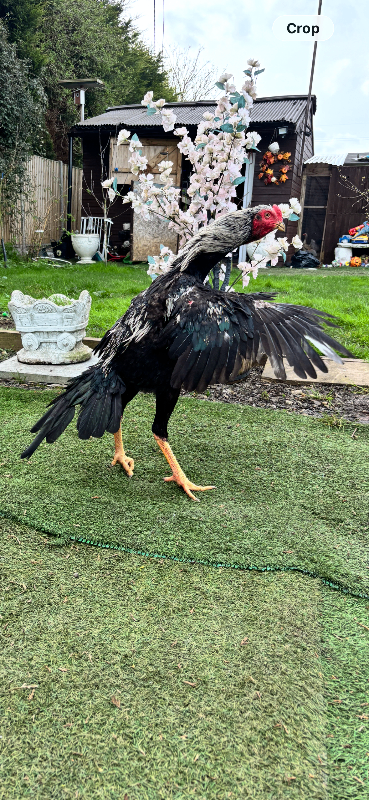 Silver line sharmo cock bird 