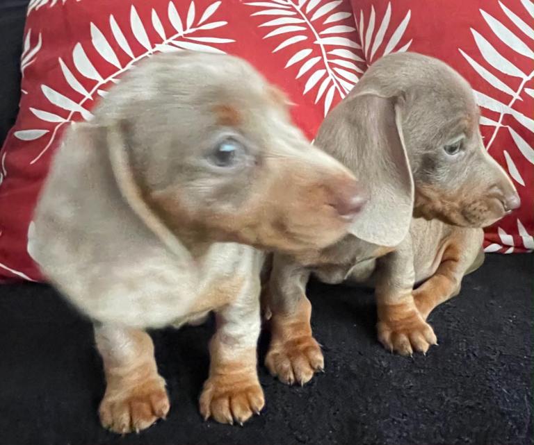 Miniature dachshund 