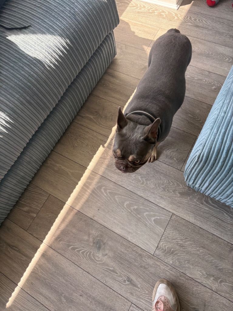French bulldog
