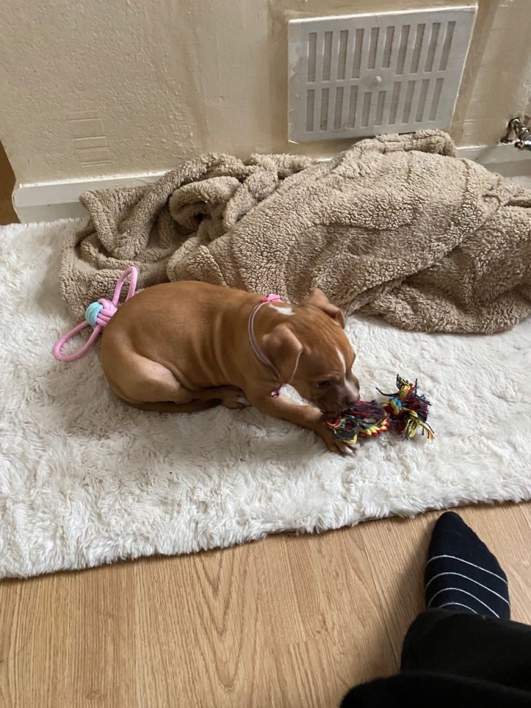 Female mixed cano corsa/American bull dog 