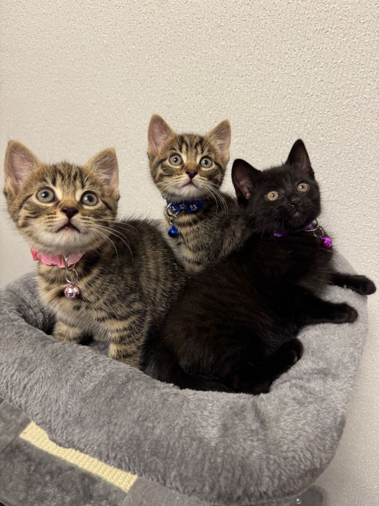 Adorable Kittens Looking for Loving Homes