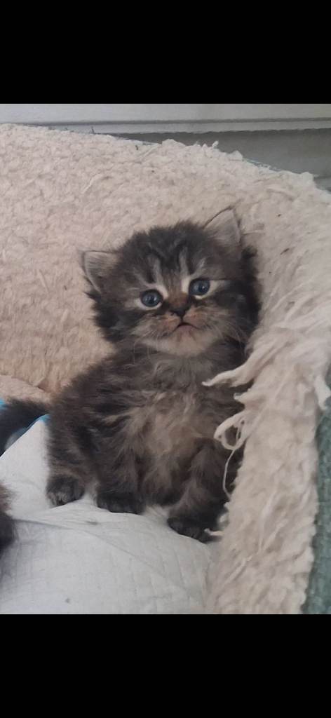 Fluffy kittens 