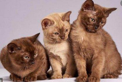 Available this week - FREE house sitting, cat sitter