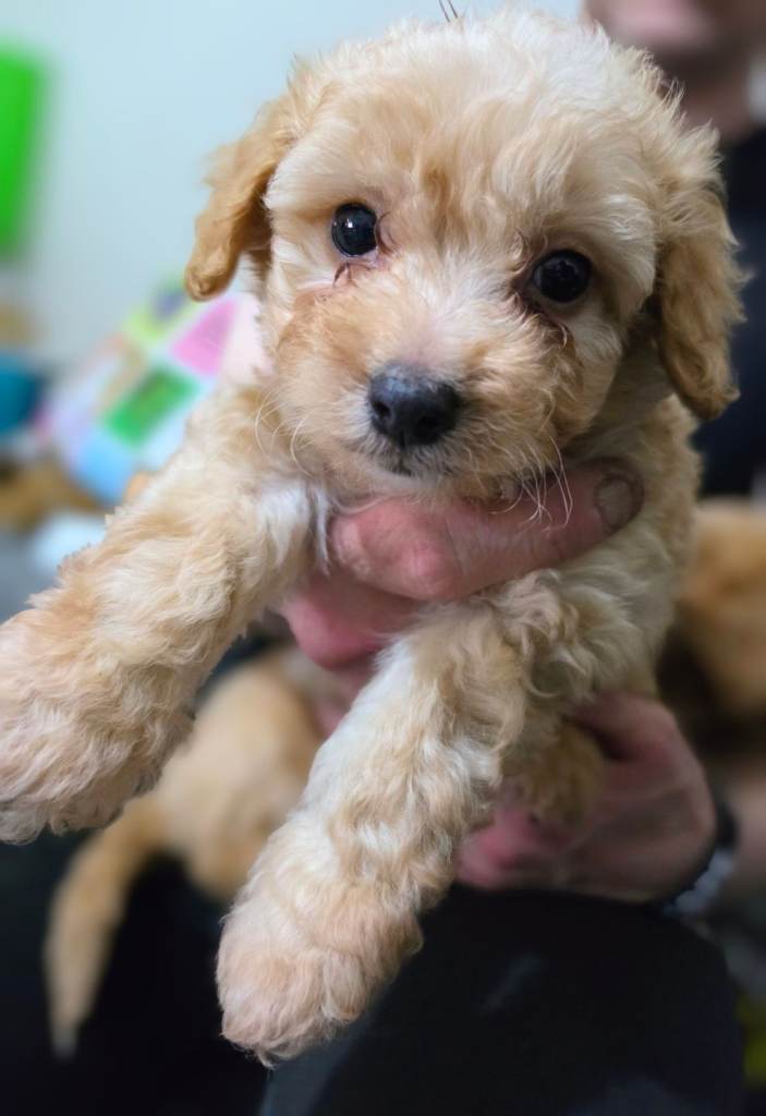 Last2 READY NOW Maltipoo puppies