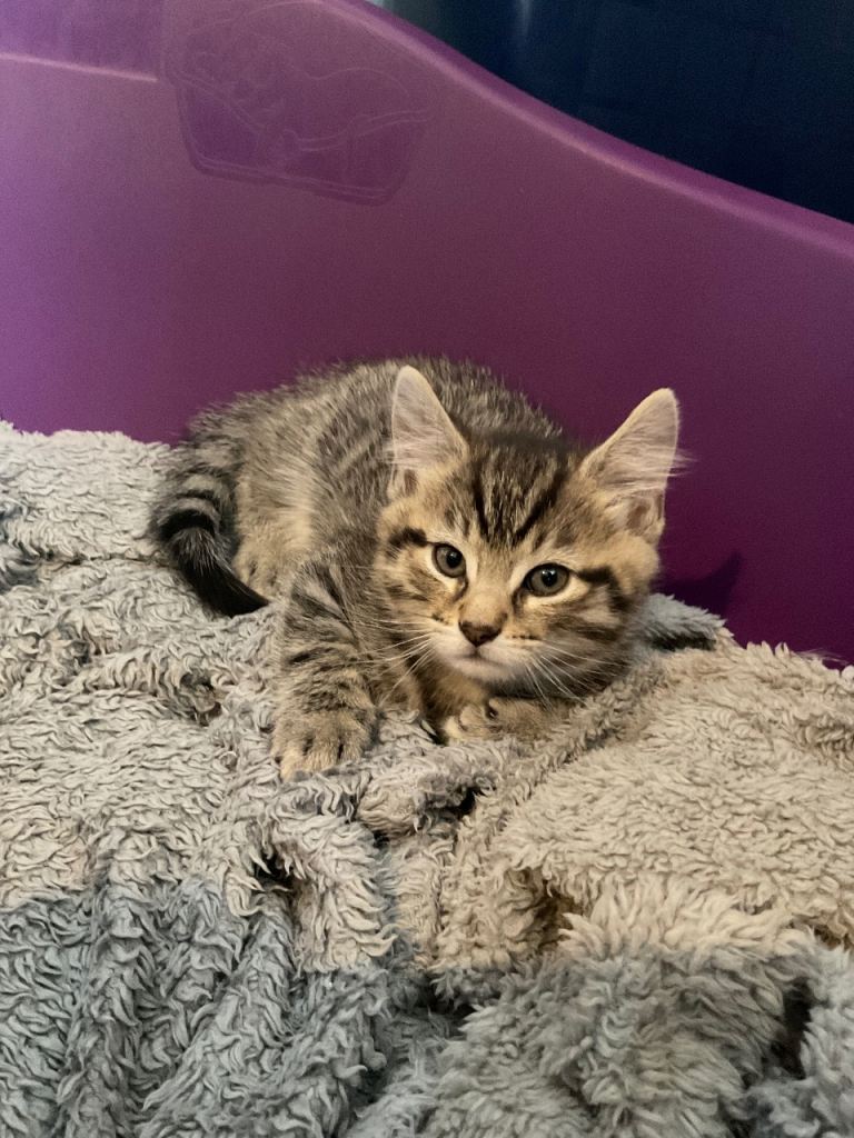 2 kittens ready to leave 