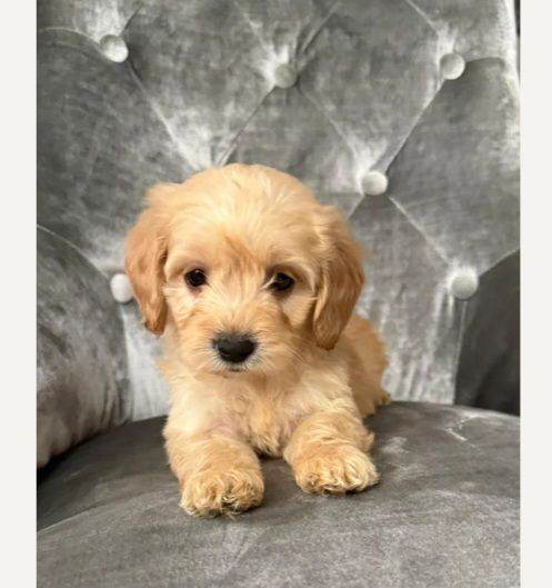 F1 champagne Cockerpoo 13 weeks 