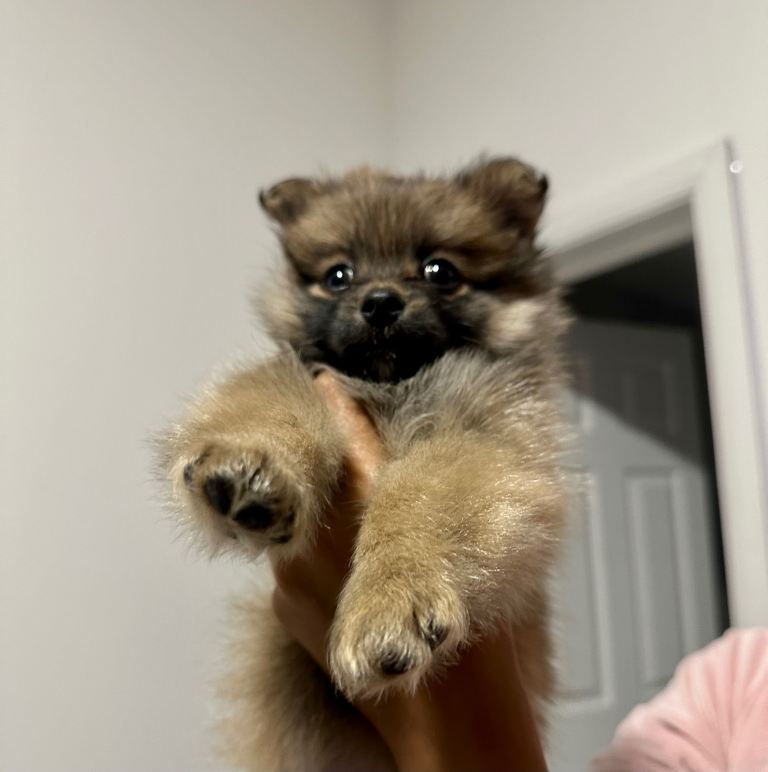 Adorable Miniature Pomeranian 