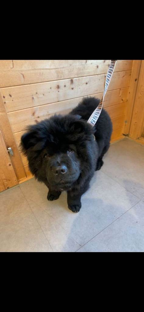 Chow chow puppy 