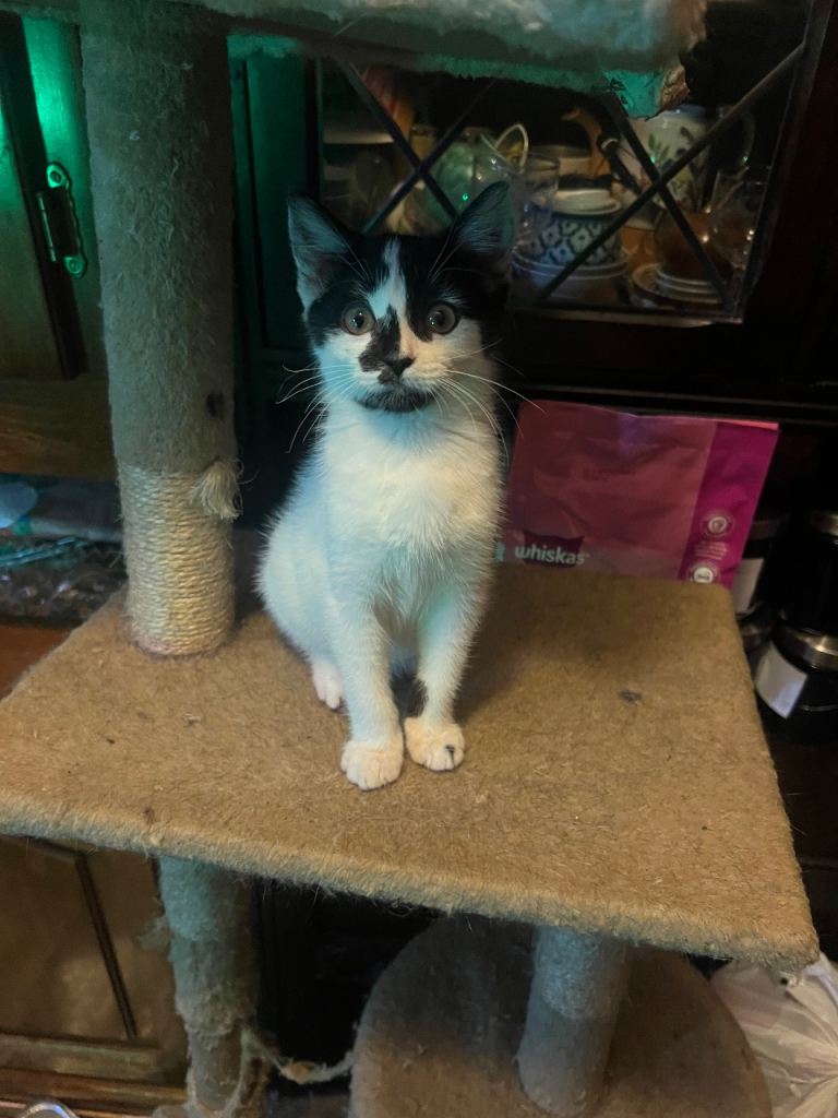Adorable kitten looking for a loving home 