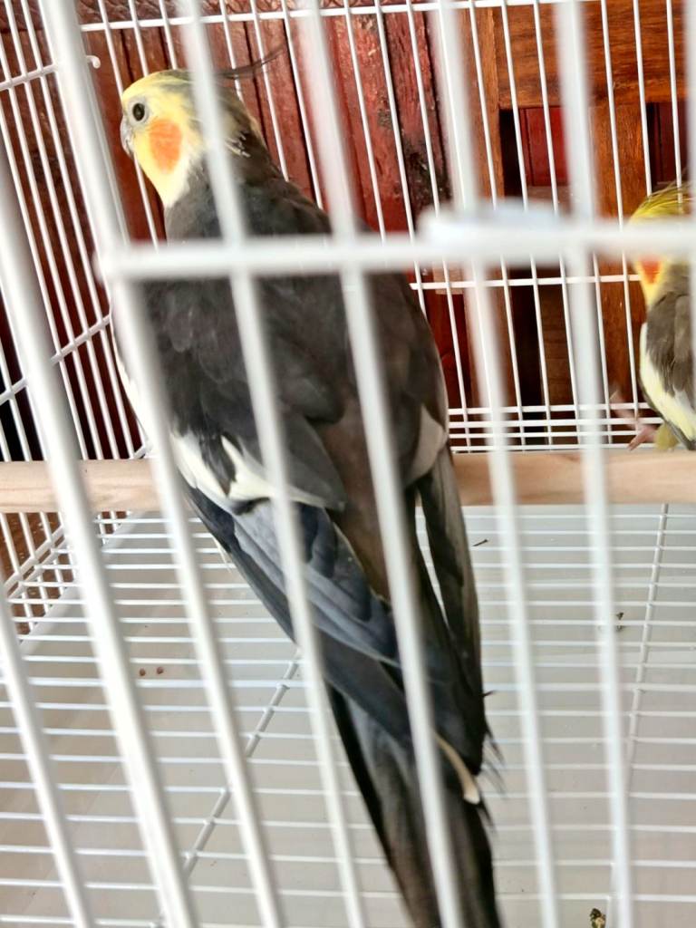 2 male cockateils. Lovely condition only 2 years old ! 