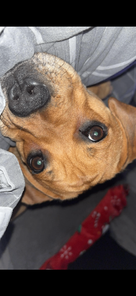 Lila 14 month old girl