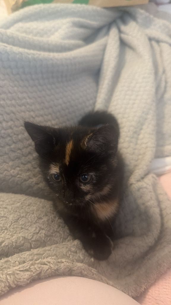GIRL kitten