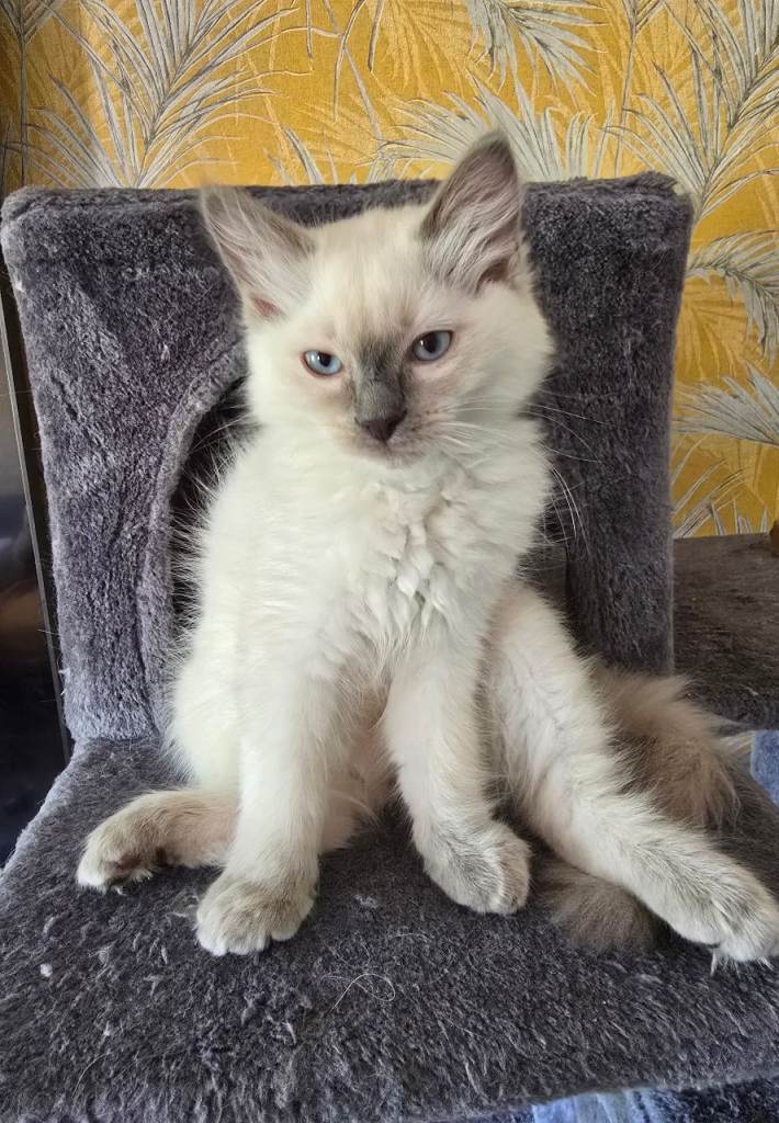 Ragdoll kittens 1 boy and 2 girls left