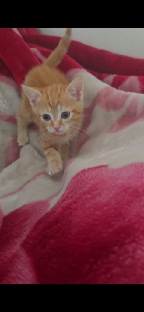 9 week kittens for sale Mixed Colours Mixed Breed 