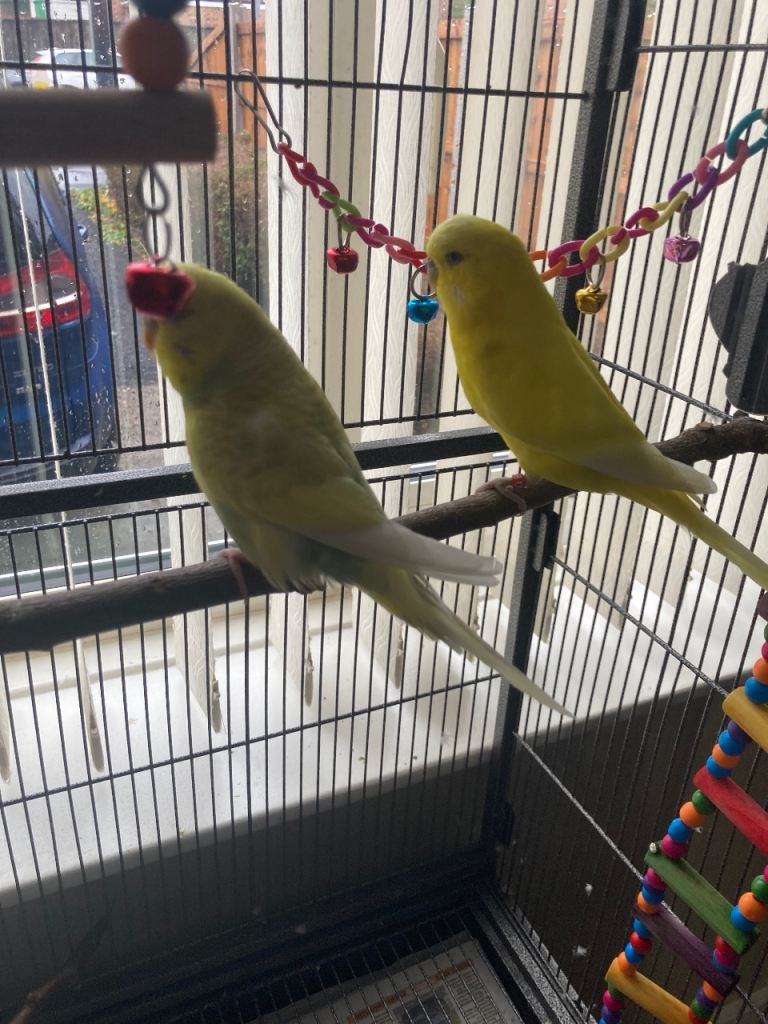 Pair of budgies