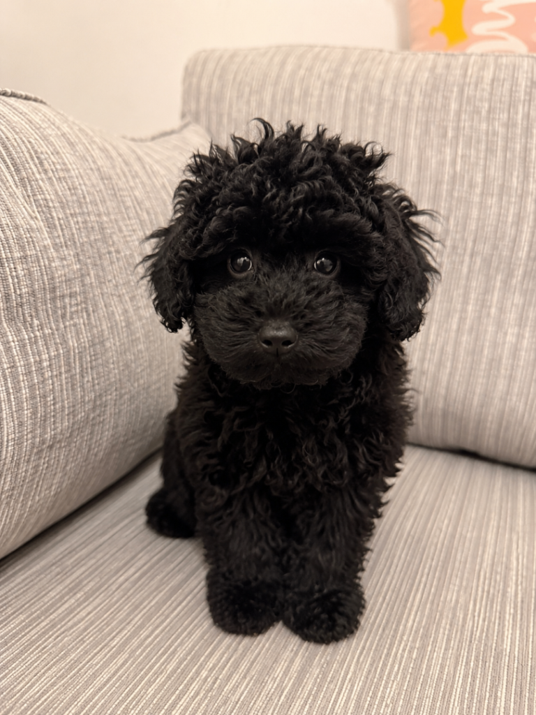 **2 Left**  Schnoodle pups for Sale