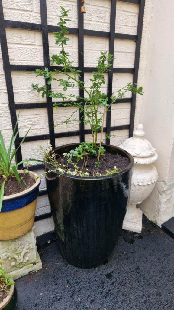 Huge Japanese salt glazed ceramic garden plant pot  