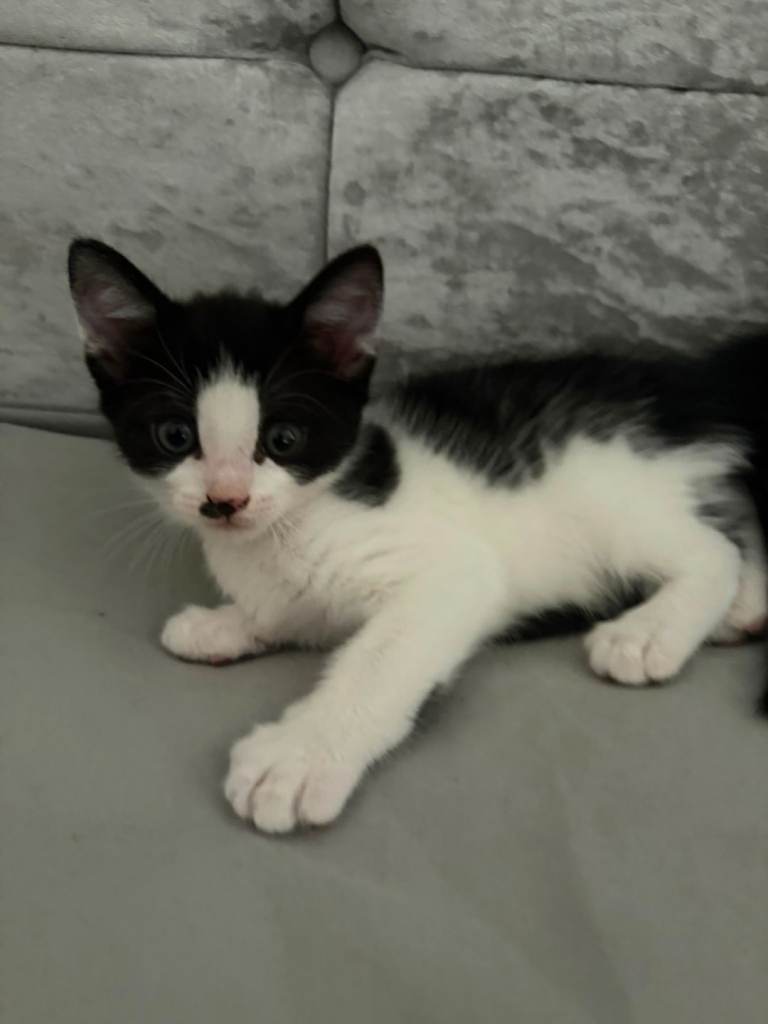 Black and white kitten looks good home 