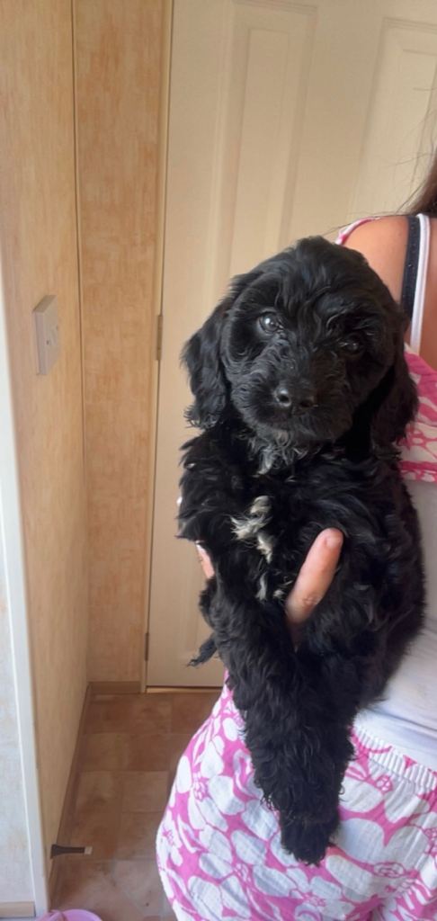 Cocker poo puppies