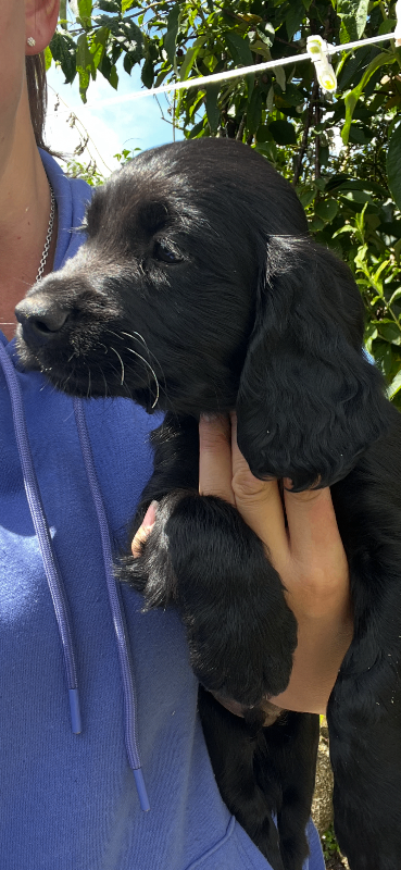 Kc registered Cocker spaniel puppies 