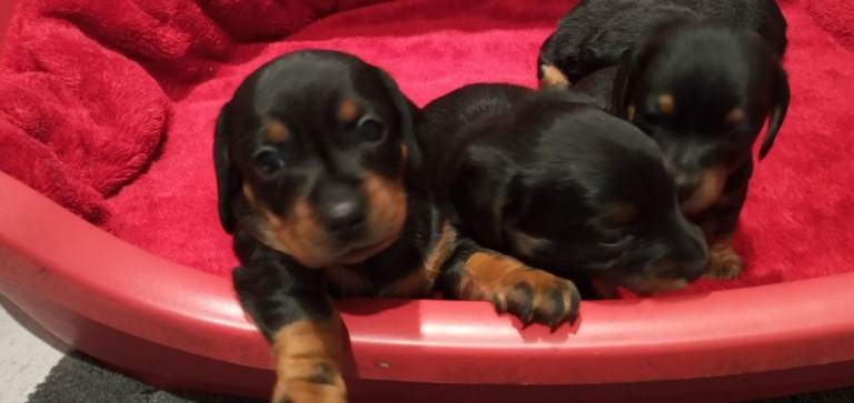 Choweenie puppies ready soon 