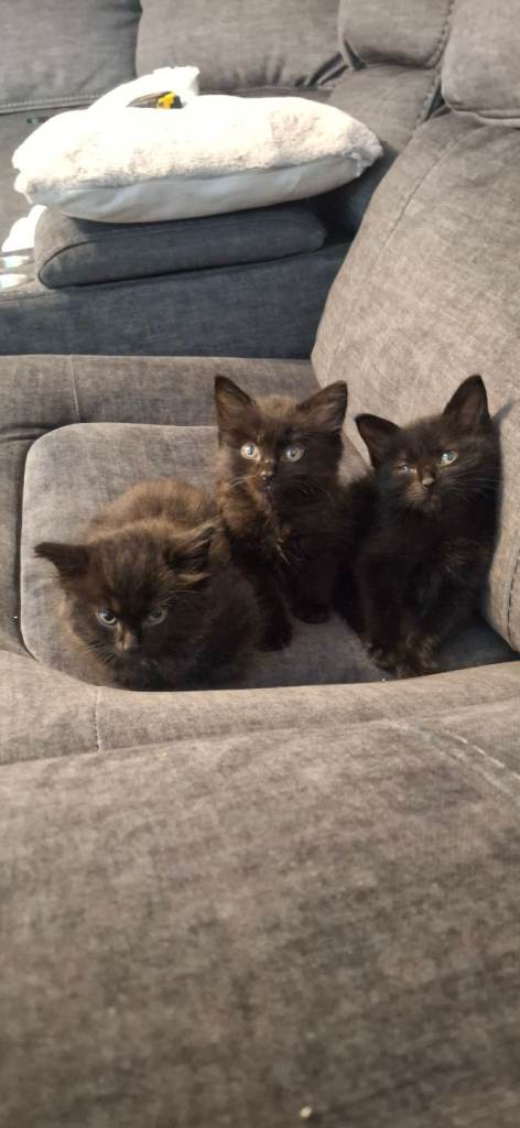 3 kittens 
