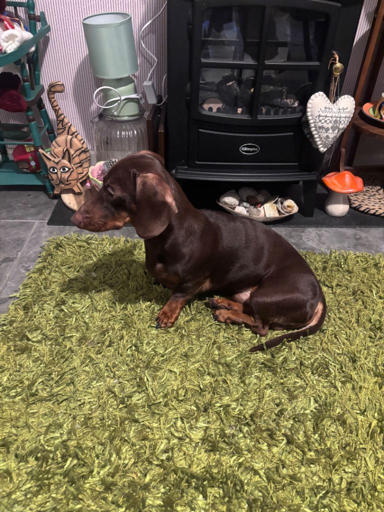 Miniature dachshund 