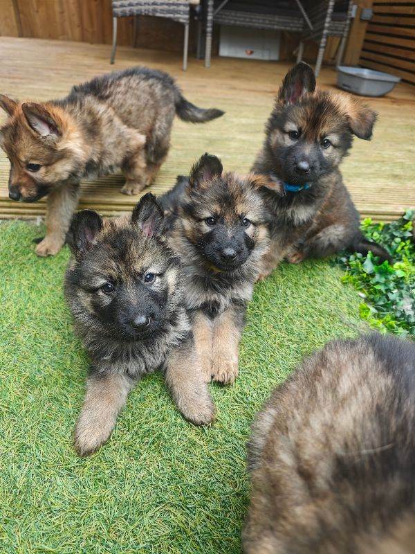 7 Beautiful Purebred Large Long Haired German Shepherd Puppies 