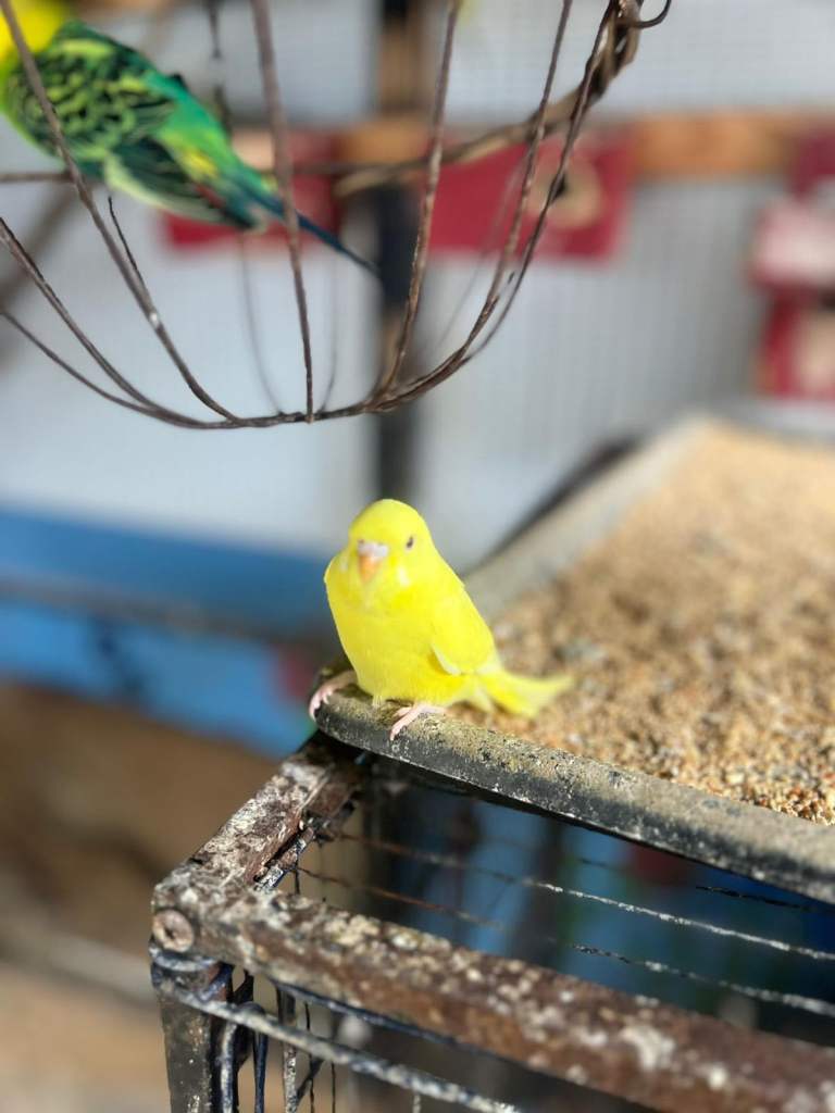 Budgies for sale. £15 Each or £10 each when buying all together 
