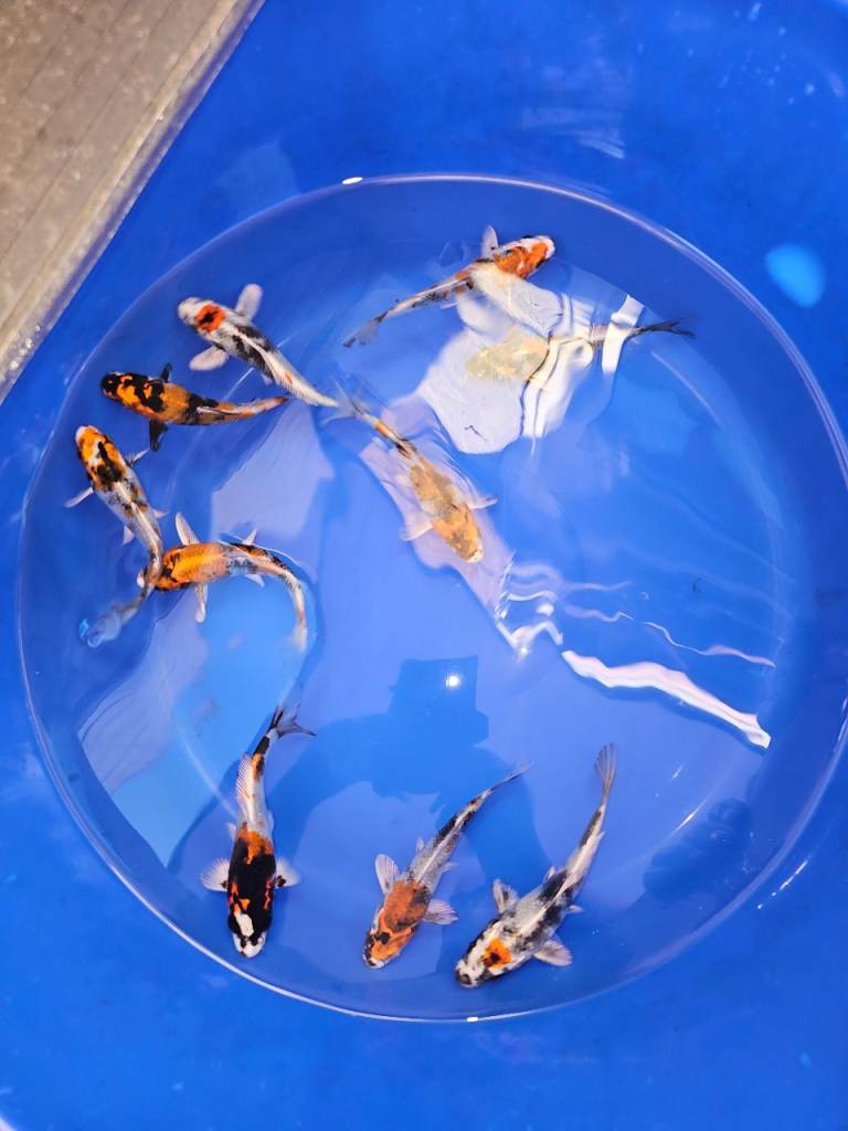 Japanese koi