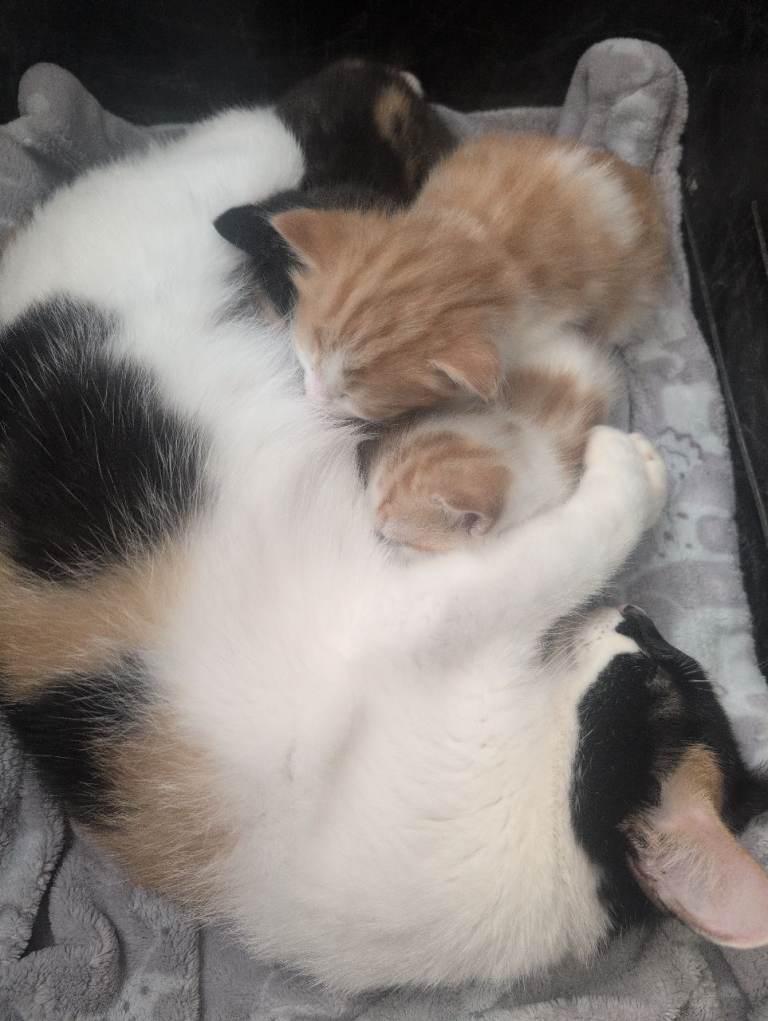 Kittens 