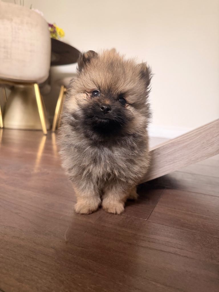 Two Pomeranian boys