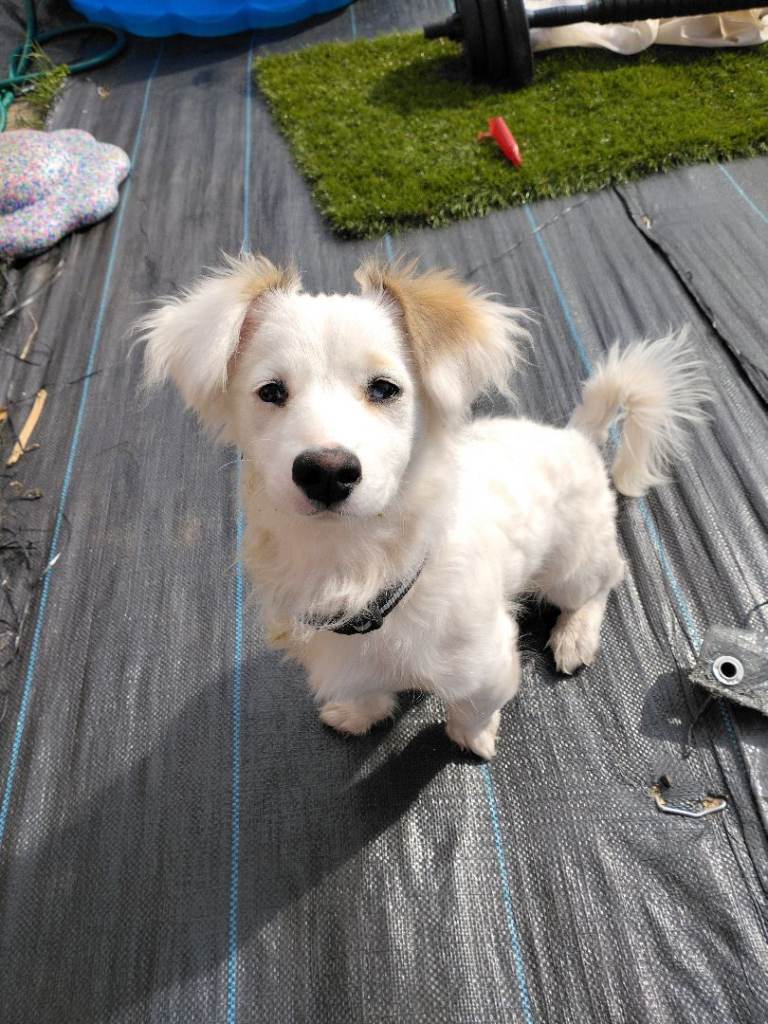 Maltichon pup