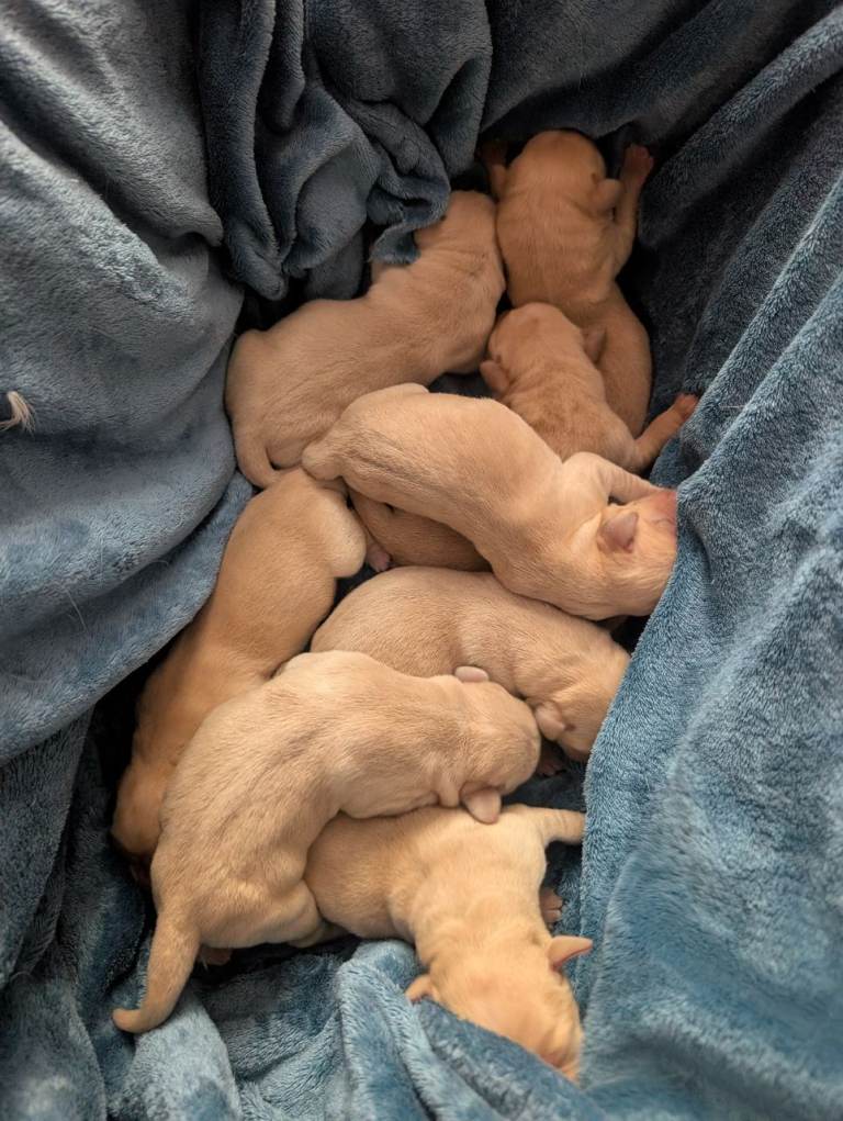 Red fox and White (yellow) Labrador puppies 