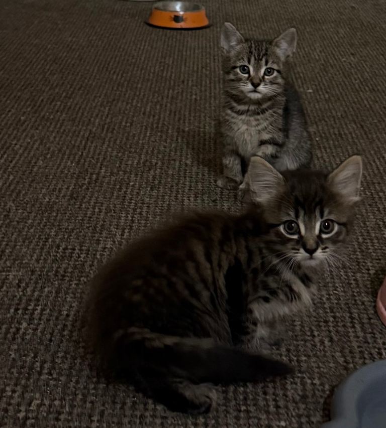 5 Male Adorable kittens for sale 