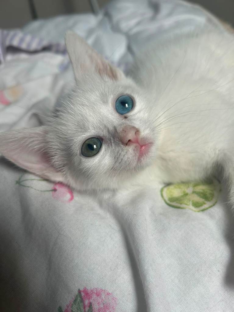 2 black 2 white kitrens for sale