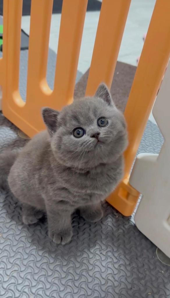Gorgeous kittens blue
