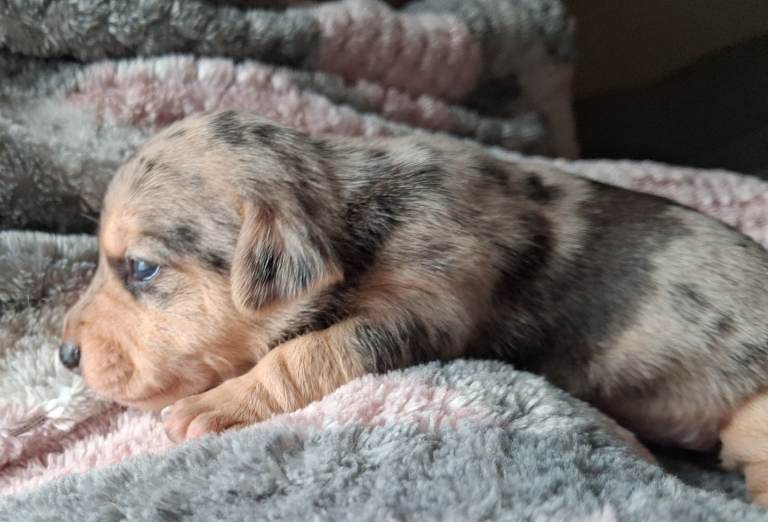 Striking Jack Russells pups