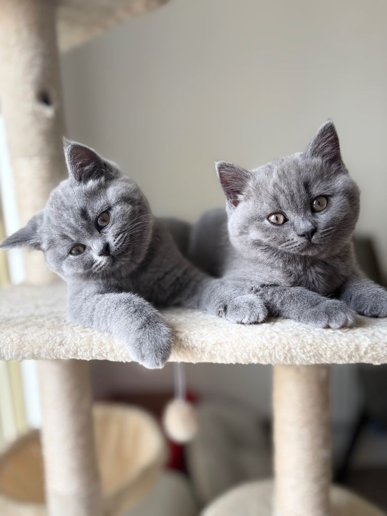 British shorthair kitten 