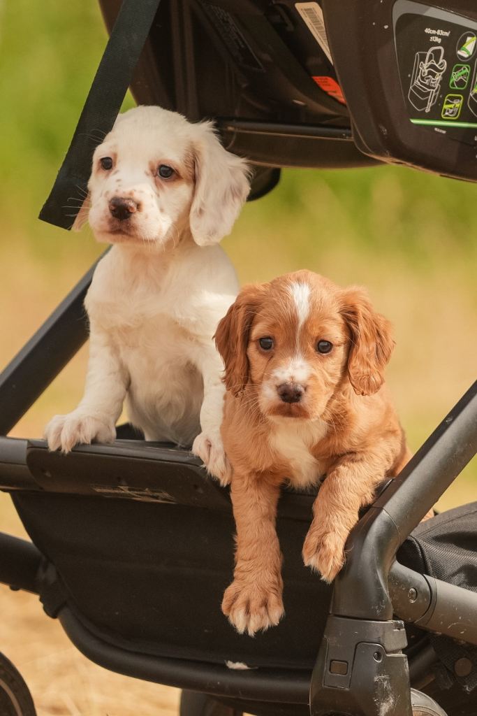 outstanding cocker spaniel pick of the litter bitch and dog available 