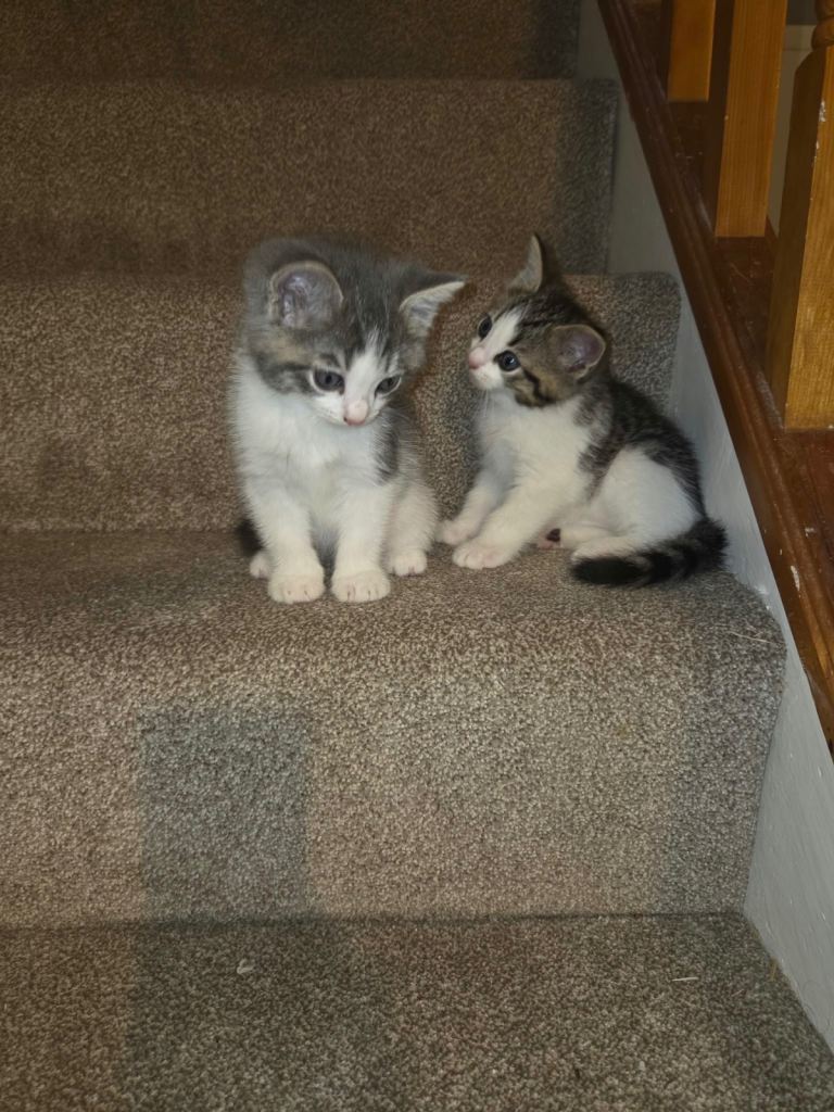 Maine coon x ragdoll kittens 