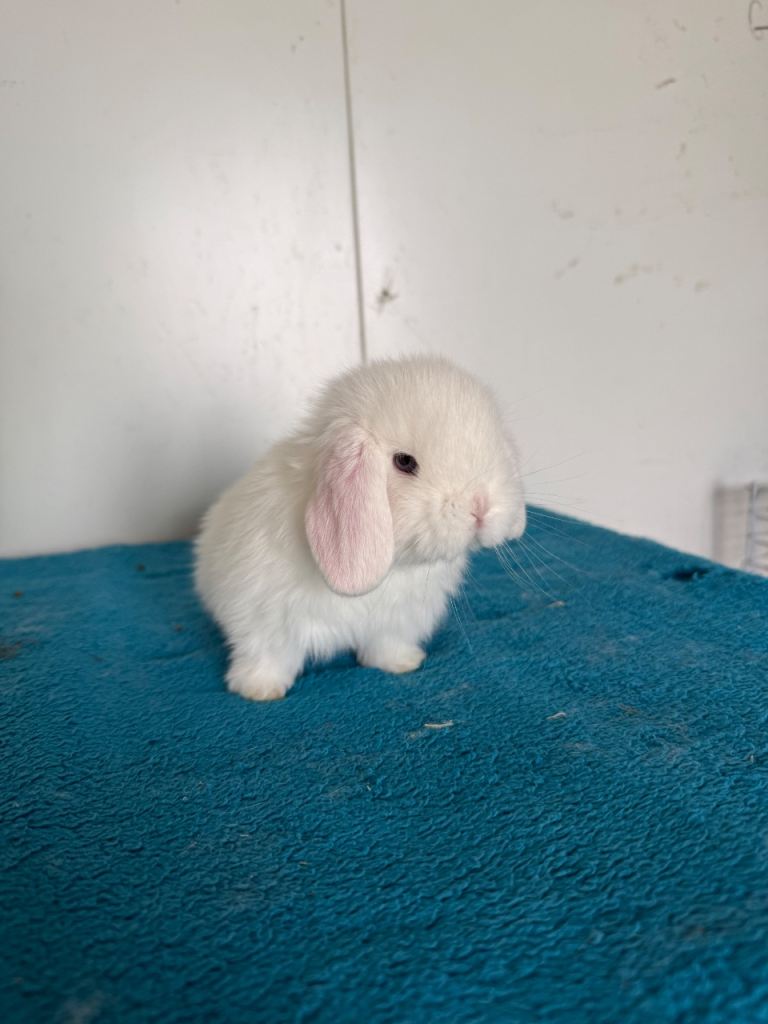 Beautiful pure mini lops to reserve 
